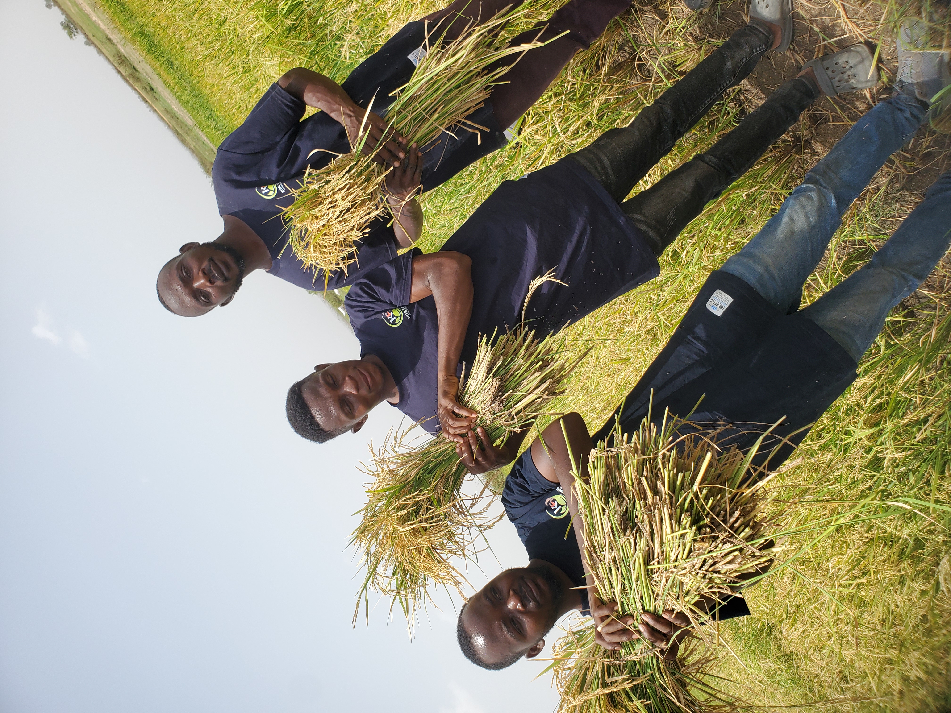Farmers harvesting rice
